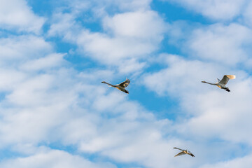 Swans Flying in Formation in a Cloudy Blue Sky