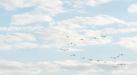 Swans Flying in Formation in a Cloudy Blue Sky