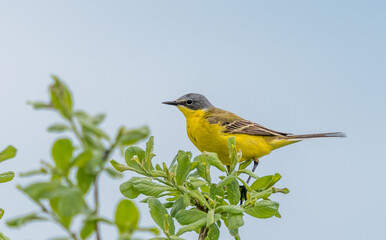 Western Yellow Wagtail Perched in a Tree