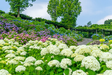 【三重県】かざはやの里～かっぱのふるさと～ あじさいまつり｜三重県津市の紫陽花（あじさい）の名所