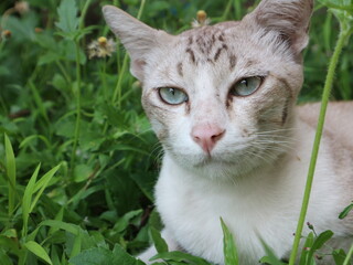 Naklejka na ściany i meble A picture of white-grey cat is sitting on grasses with grasses background, front-view