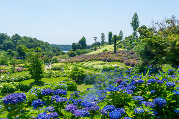 【三重県】かざはやの里～かっぱのふるさと～ あじさいまつり｜三重県津市の紫陽花（あじさい）の名所