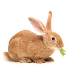 rabbit isolated on white