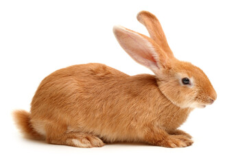 rabbit isolated on white background