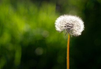 Obraz premium Fluffy dandelion close-up on a dark green background. Soft selective focus