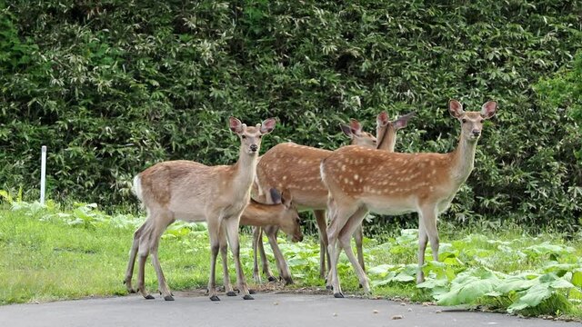 Hokkaido,Japan - June 24, 2021: Wild deer or Ezoshika or Hokkaido Shika Deer along Shiretoko Crossing Road, Hokkaido, Japan 
