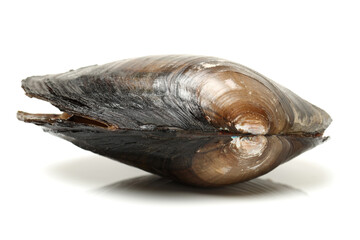 The swan mussel (large species of freshwater mussel) on white background