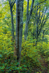 Obraz premium 雨に濡れたブナの原生林