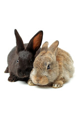 rabbit on white background
