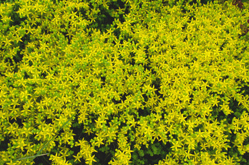 yellow bright flowers background. summer background copy space