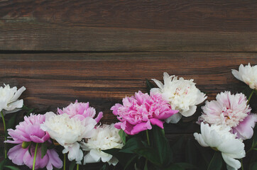 peonies copy space. dark wooden background with flowers at the bottom