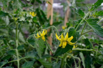 flowering tomatoes. flowers tomato close-up