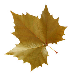 Grape leaf on white background