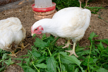 white broiler chicken eating grass