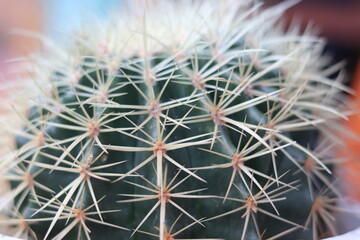focus close-up the sharp thorns of the cactus.