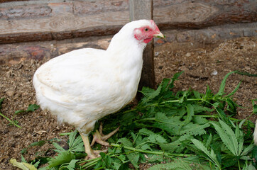 white broiler chicken in a chicken coop