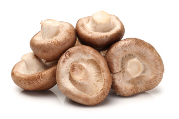 Shiitake mushroom on the White background 