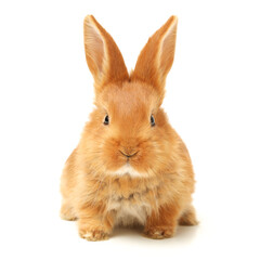 Obraz premium rabbit isolated on white