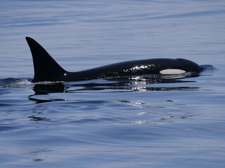 Hokkaido,Japan - June 22, 2021: Wild orcas or killer whales in Nemuro strait, Hokkaido, Japan
