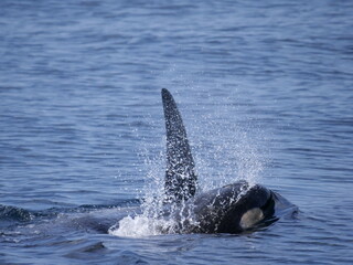 Hokkaido,Japan - June 22, 2021: Wild orcas or killer whales in Nemuro strait, Hokkaido, Japan
