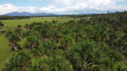 Aerial view of native Buriti palm in the middle of the Amazon rainforest. Buritizal. 4K.