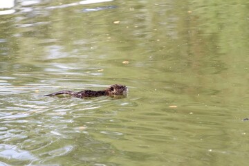 One young little nutria swims away from the shore