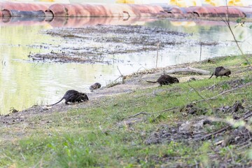 Young little nutria came out of the water to the shore in search