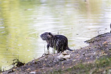One young little nutria on the shore of a pond