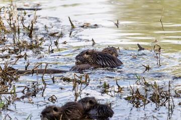 Young little nutria swim in shallow water among the grass