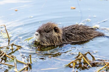 One young little nutria swims in a pond among the grass