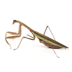 praying mantis isolated on white
