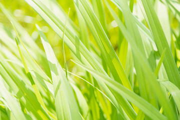 Grass close-up. Green juicy summer grass. Background. Sedge.