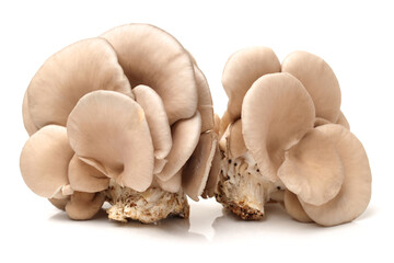 oyster mushroom on white background