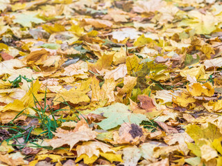 Orange and yellow fallen maple leaves in the sunlight.