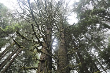 Giant Redwoods in the Jedidiah State Park Near Crescent City, California