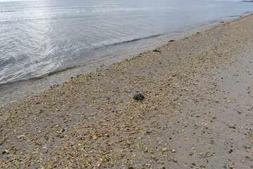Early morning at the beach, Slaughter Beach, Delaware, looking out onto the ocean with a horseshoe crab in the foreground