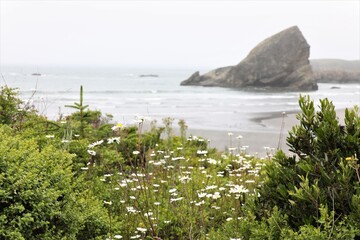 Flowers Along the Coastline of an Oregon Beach