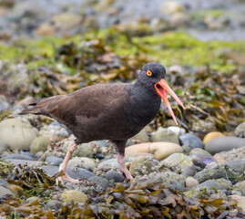 Black Oystercatchers on Beach