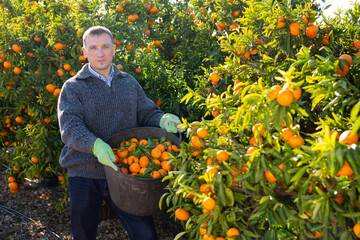 Positive adult european farmer picking carefully ripe mandarins on plantation. High quality photo