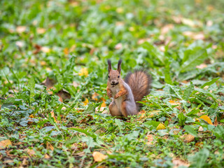 Naklejka na ściany i meble Autumn squirrel on green grass with fallen yellow leaves