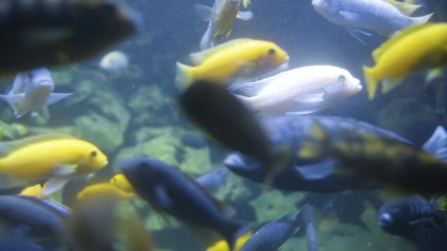 School Of Fish Of Scrapermouth Mbuna And Electric Yellow Cichlid Species At The Aquarium. close up