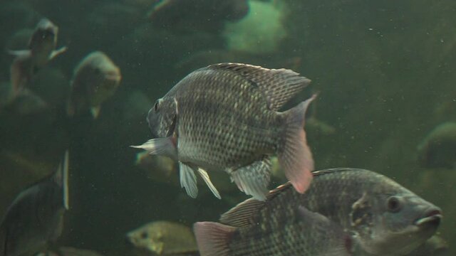 4k tilapia fish on the aquarium of Guadalajara zoo, in Mexico