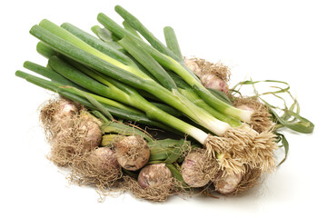 Allium macrostemon Bunge on white background