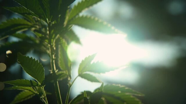 Close up of a pot leaf with sun setting in the background.