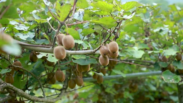 Fresh kiwi on a tree with branches and leaves. Healthy fruit