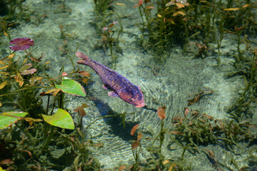 fish in the beautiful water
