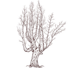 Mystic fall tree graphics, autumn tree sketch, bare wood, spooky, winter tree, hand drawn illustration