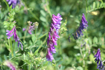 Hairy vetch in bloom closeup view with green plants in background