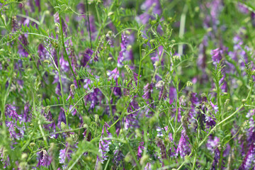 Hairy vetch multiple plants in bloom view of