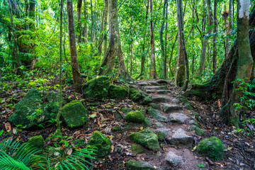 Beautiful wet tropics forest in Mossman Gorge UNESCO heritage site, Queensland, Australia